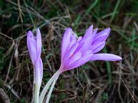 Herbstzeitlose Gruppe